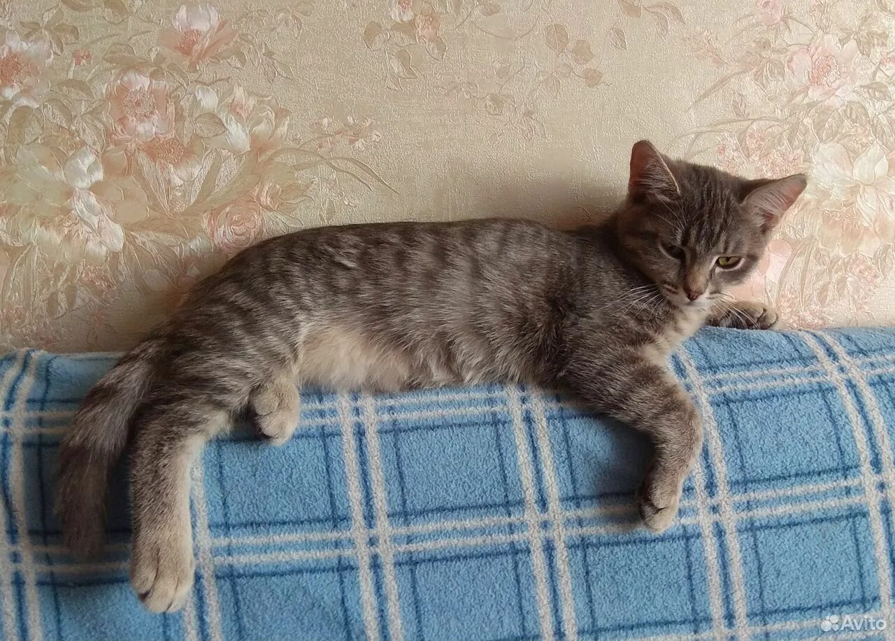 Котенок 3.5 месяца фото 3 4 месяца котенку