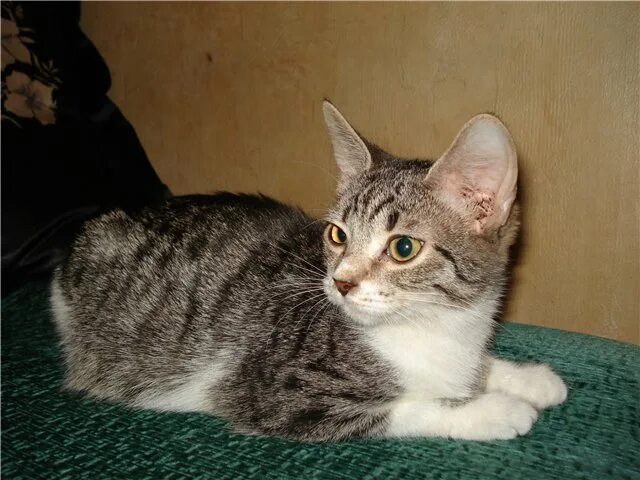 Котенок 4 5 месяцев фото Котенок-девочка, 4, 5 месяца