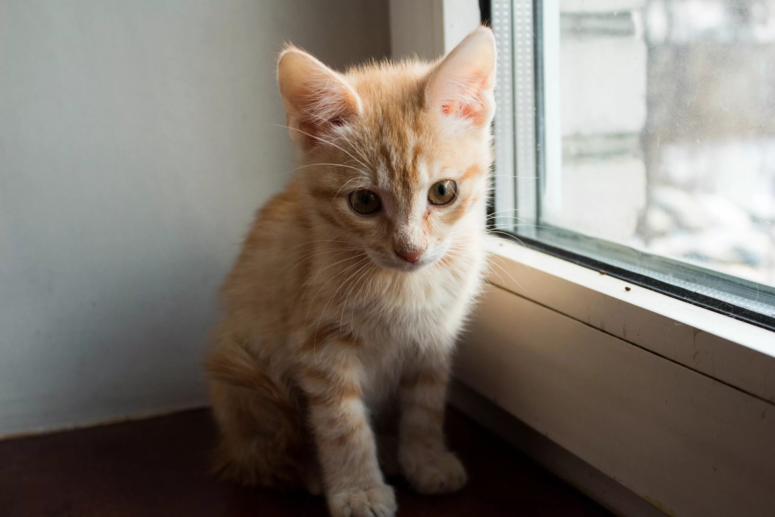 Котенок 4 5 месяцев фото Рыжий котенок 3 месяца, Люберцы: otdam_darom - ЖЖ