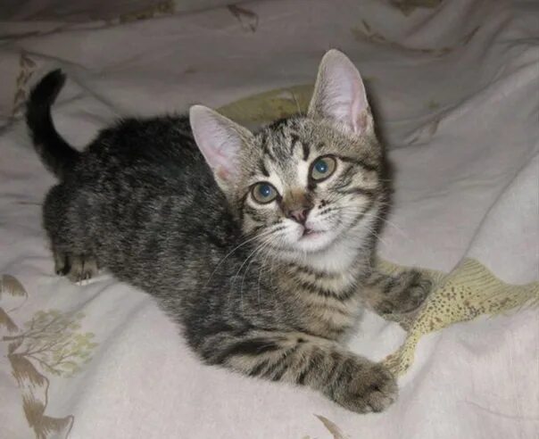 Котенок 4 месяца фото обычный Алёна Фокс Ласковый котёнок, он ещё - ребёнок, Бархатная шубка и умнейший взгляд