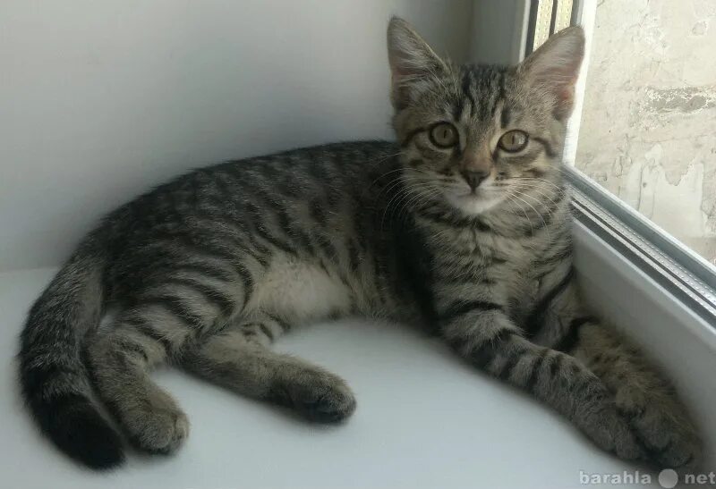 Котенок 4 месяца фото обычный Принять в дар котята в добрые заботливые руки в Тольятти - объявление № Т-787161