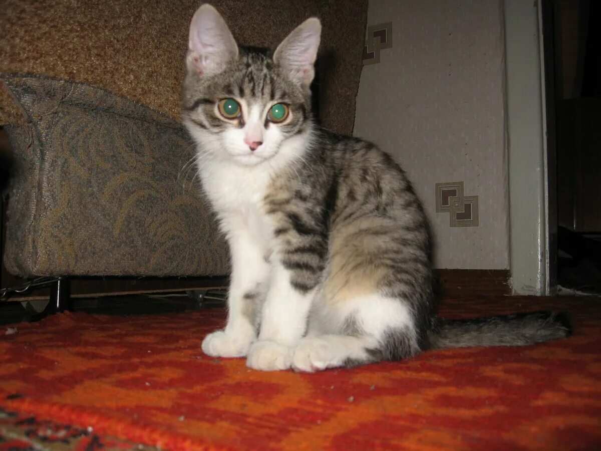 Котенок 4 месяца фото обычный Рассказ кошечки Животные Дзен