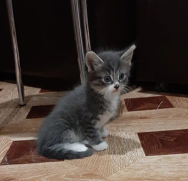Котенок 4 месяца фото обычный Как выглядит котенок в месяц: найдено 74 изображений
