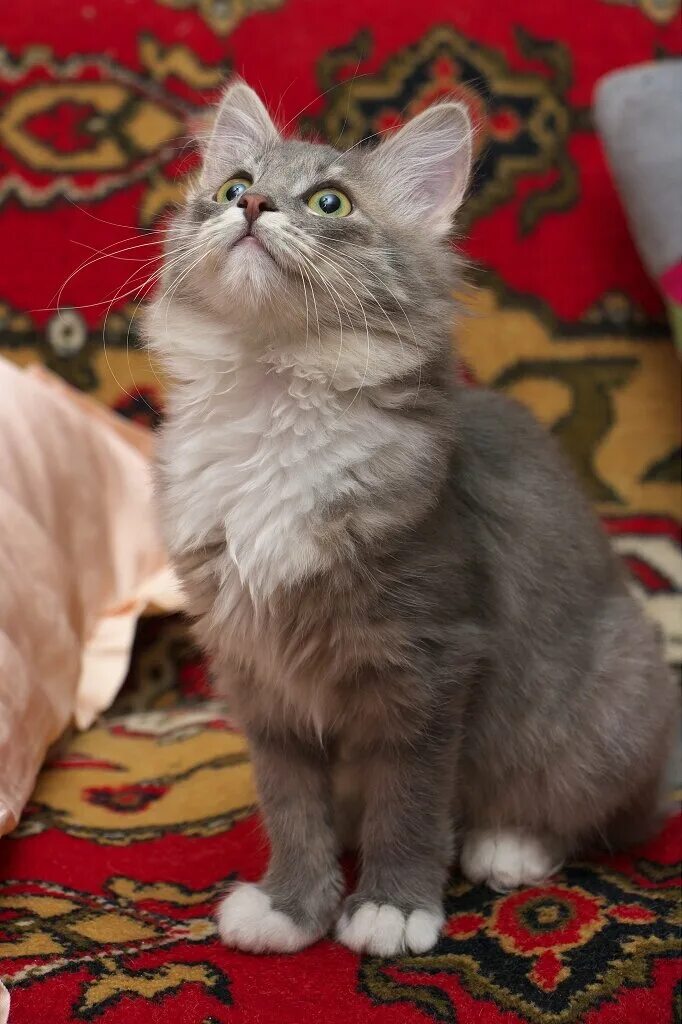 Котенок 4 месяца фото обычный Котенок-девочка, принесенная в приют Заметки волонтера Дзен