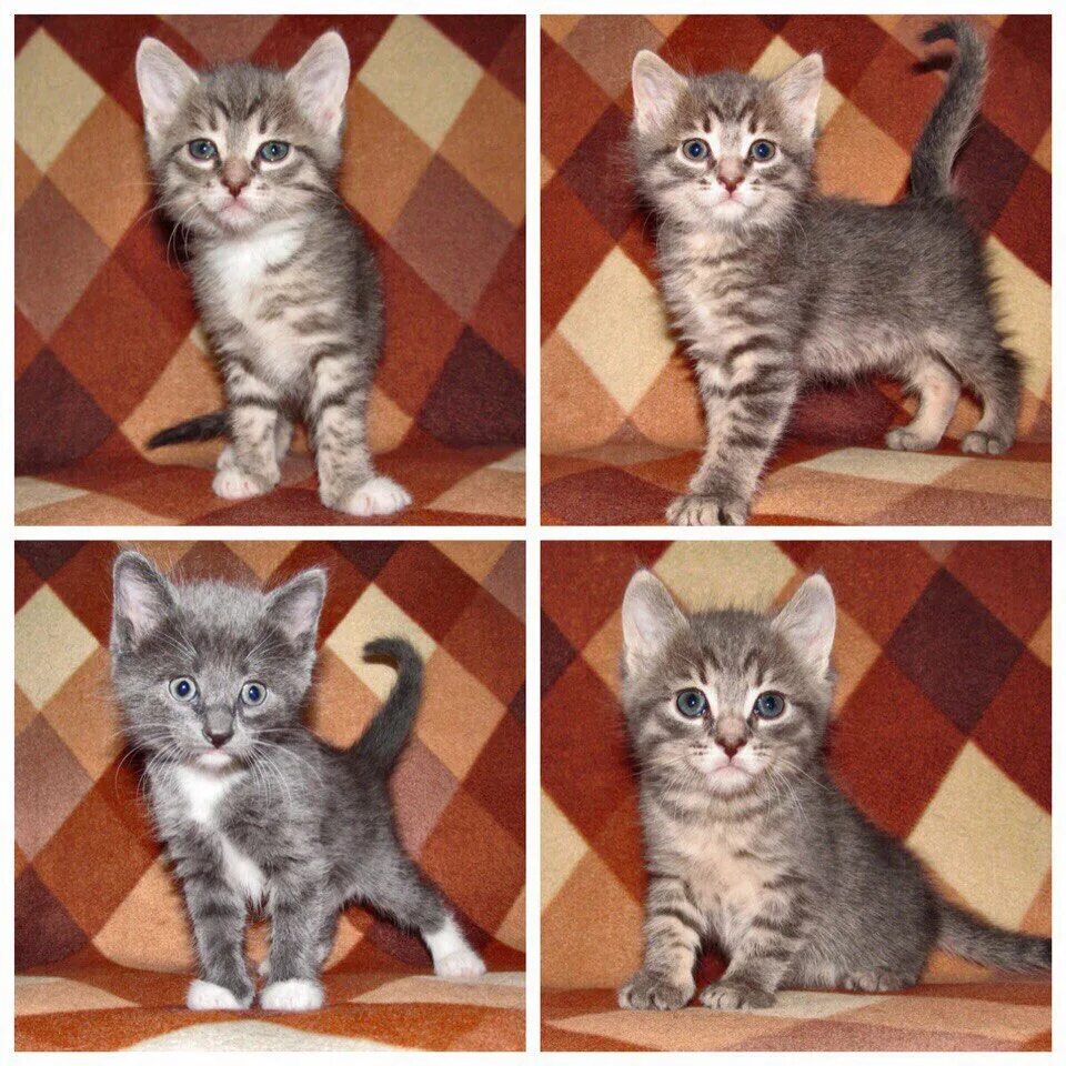 Котенок 4 месяца фото размеры Москва и МО.Маленькие котята от домашней кошки,возраст 1 месяц,ручные игривые,уж