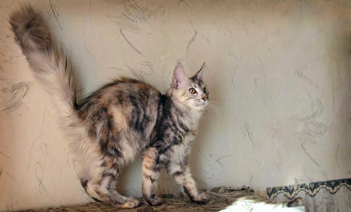 Котенок 4 месяца фото размеры Красотка :: grigori - Социальная сеть ФотоКто