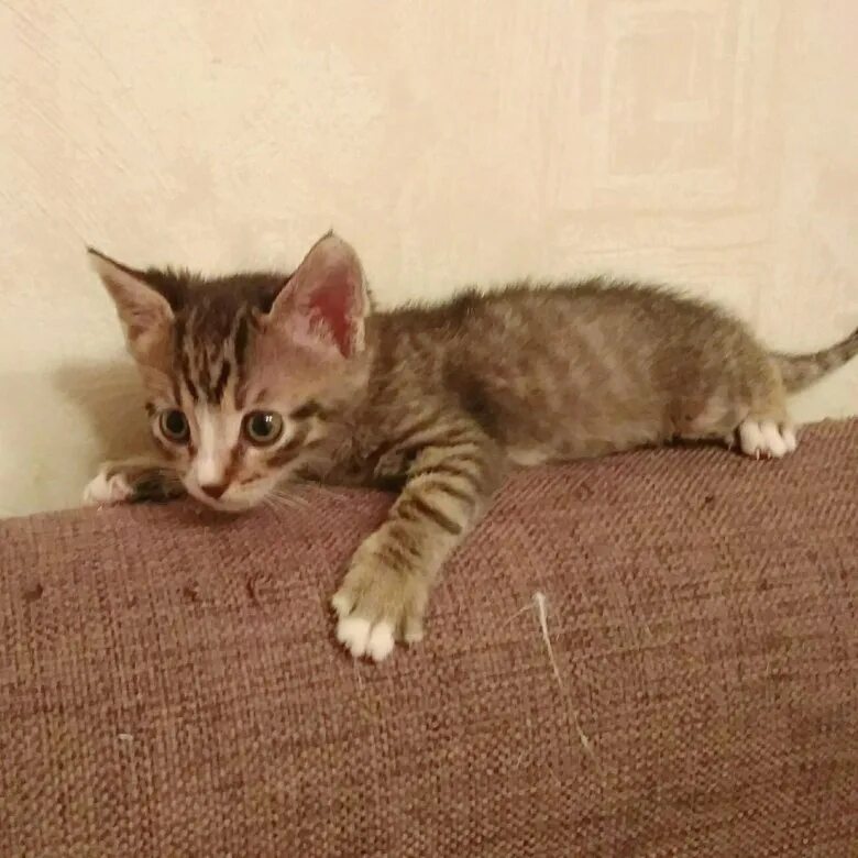 Котенок 4 месяца фото размеры Котенок-мальчик 1мес. - купить в Москве, бесплатно, продано 7 января 2020 - Кошк