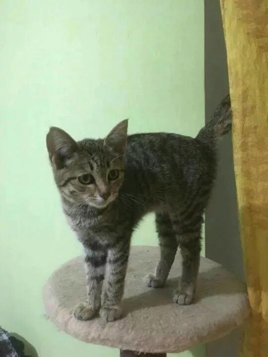 Котенок 4 месяца фото размеры Как Выглядит Котенок В 4 Месяца Фото