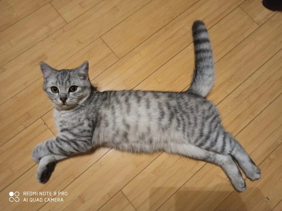 Котенок 4 месяца фото размеры Скоттиш страйт метис - 82 фото
