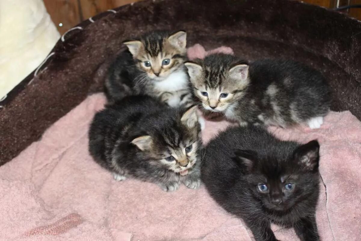 Котенок 4 недели фото Отдам в хорошие руки котенка район Кельн-Бонн котикам 4 недели - Котятам недели 
