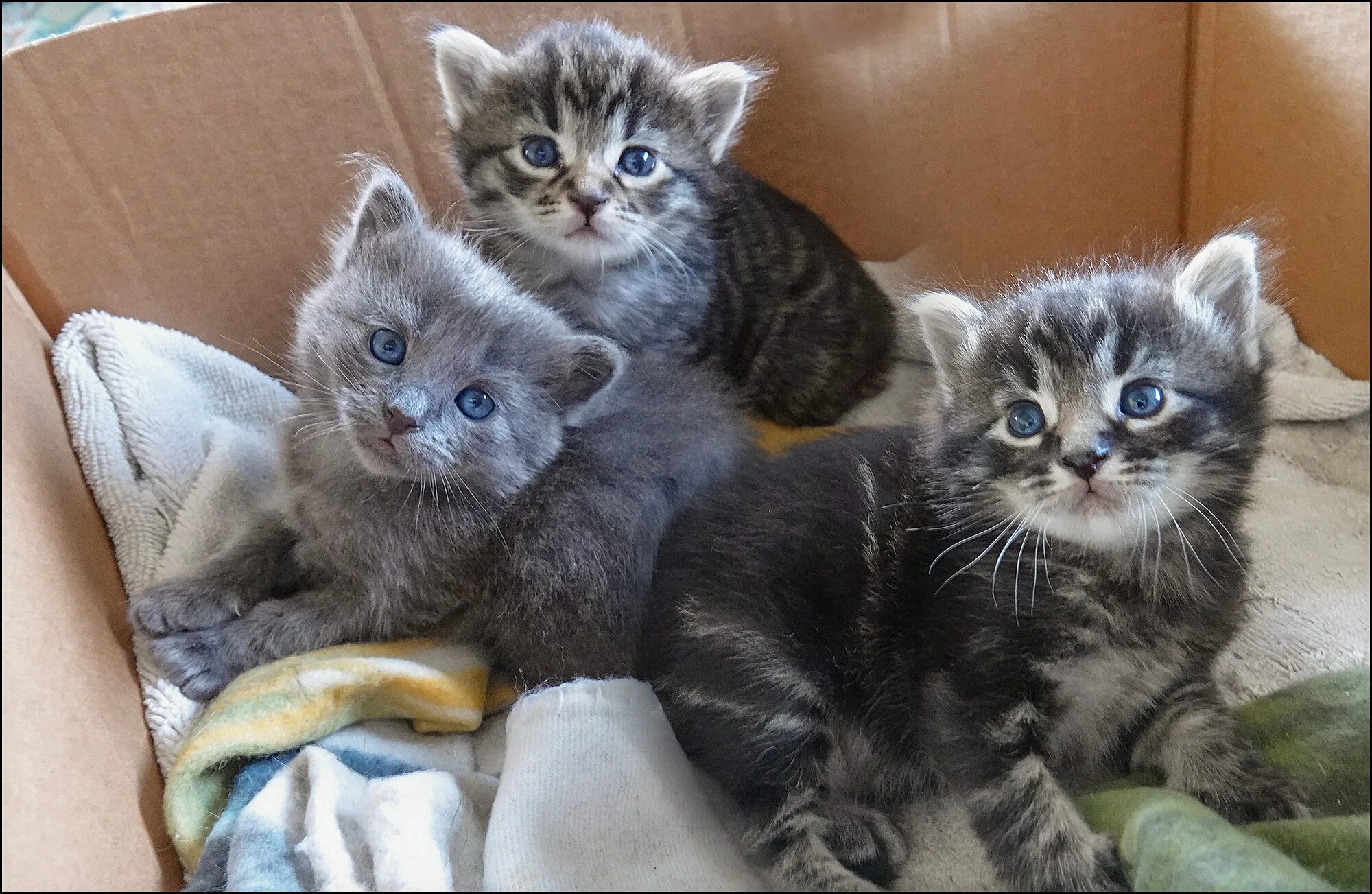 Котенок 4 недели фото Yet More Kittens - Mother Jones