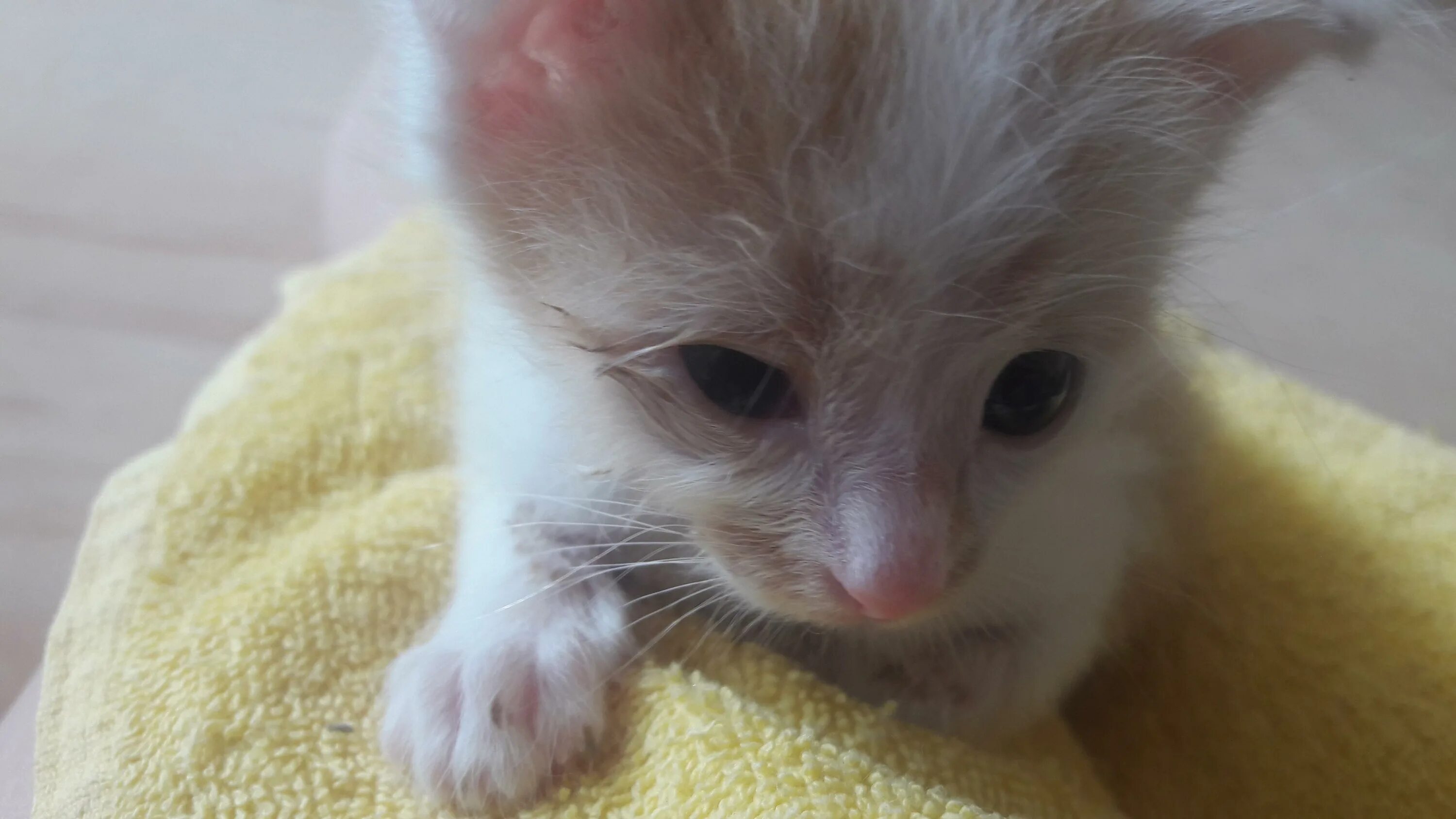 Котенок 4 недели фото Заболел котенок, 3-4 недели, бесплатная консультация ветеринара - вопрос задан п