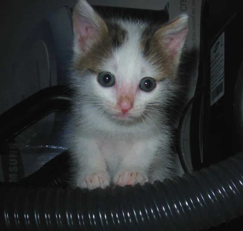 Котенок 4 недели фото Маленькая кошечка ждет своих хозяев. Ей всего месяц, она очень игривая и любит с