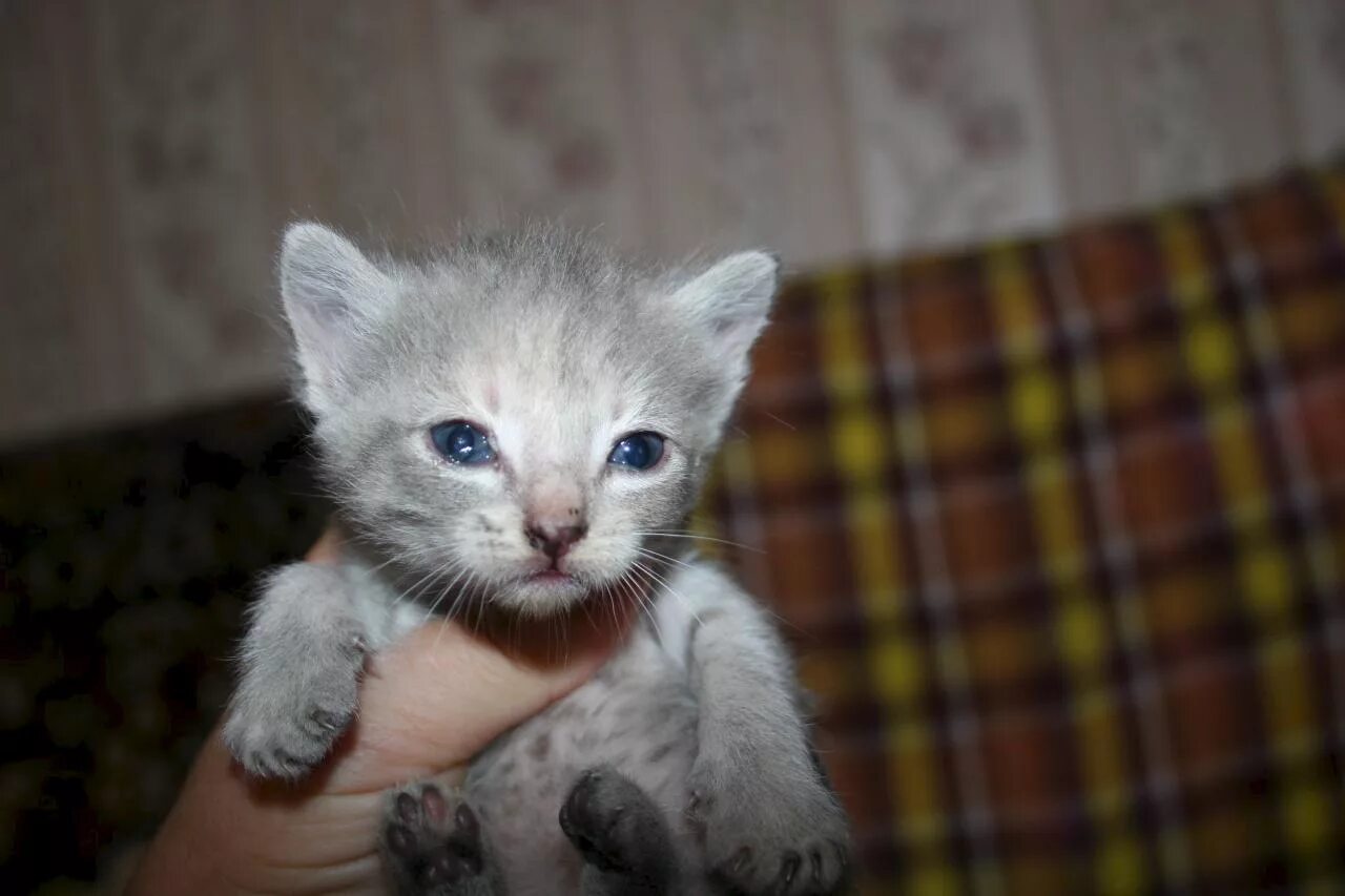 Котенок 4 недели фото Котята-сироты подросли и срочно ищут мам-пап : О животных