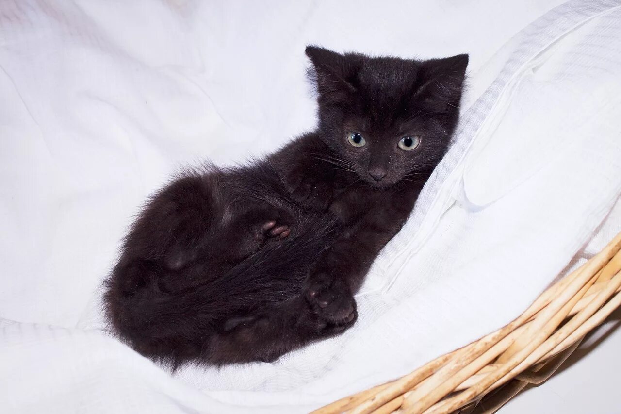 Котенок 4 недели фото Котята в добрые руки ! 1-4 фото - черныши, 2,5 Приют Зоозащита-плюс город Серпух