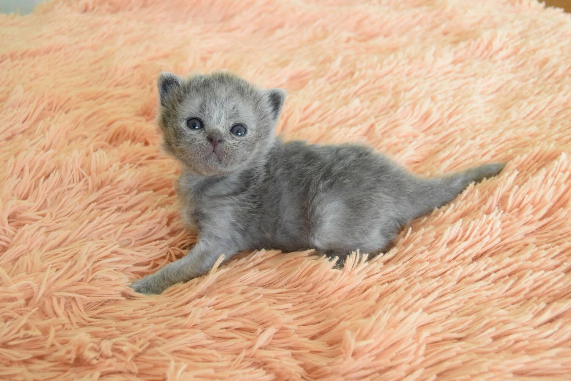 Котенок 4 недели фото Питомник британских кошек Cherry Berry's. У нас есть котята!