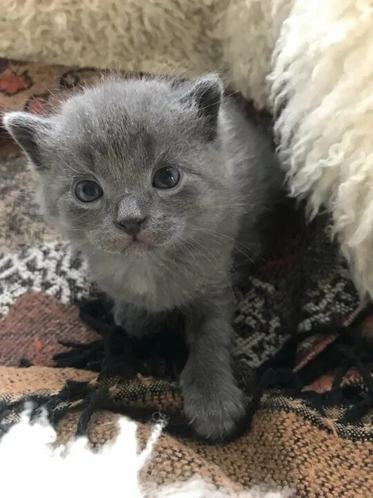 Котенок 4 недели фото Котята 3 недели - купить в Екатеринбурге, цена 1 руб., продано 8 сентября 2019 -