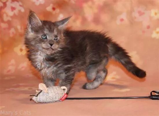 Котенок 5 месяцев фото Котенок 05: найдено 75 картинок