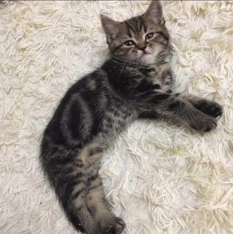 Котенок 5 месяцев фото Котёнок 2,5 месяца,шотландка - купить в Чебоксарах, цена 1 000 руб., продано 24 