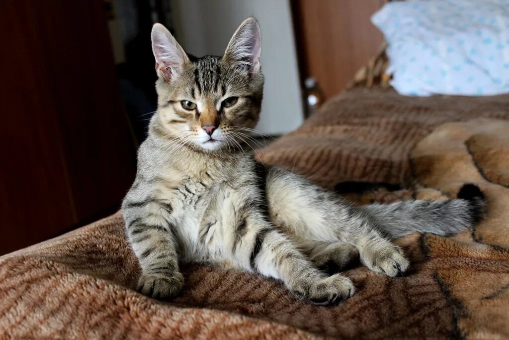 Котенок 5 месяцев фото Картинки КОШКА 5 МЕСЯЦЕВ