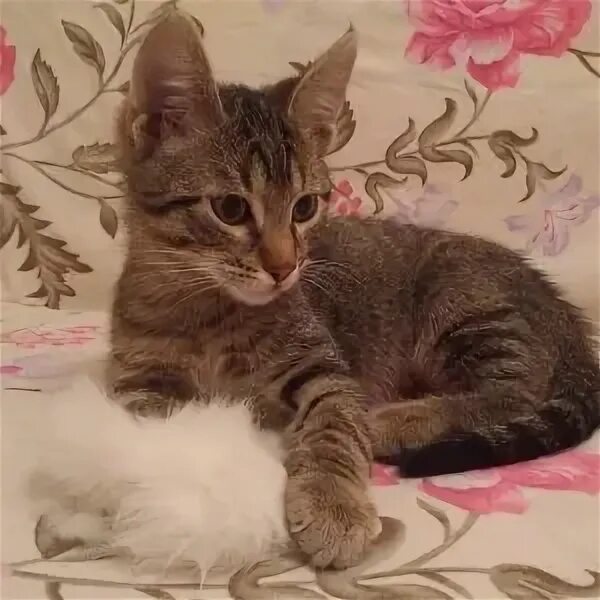 Котенок 5 месяцев фото Нашли дом - АНО "ГБР ЗООЗАЩИТА"