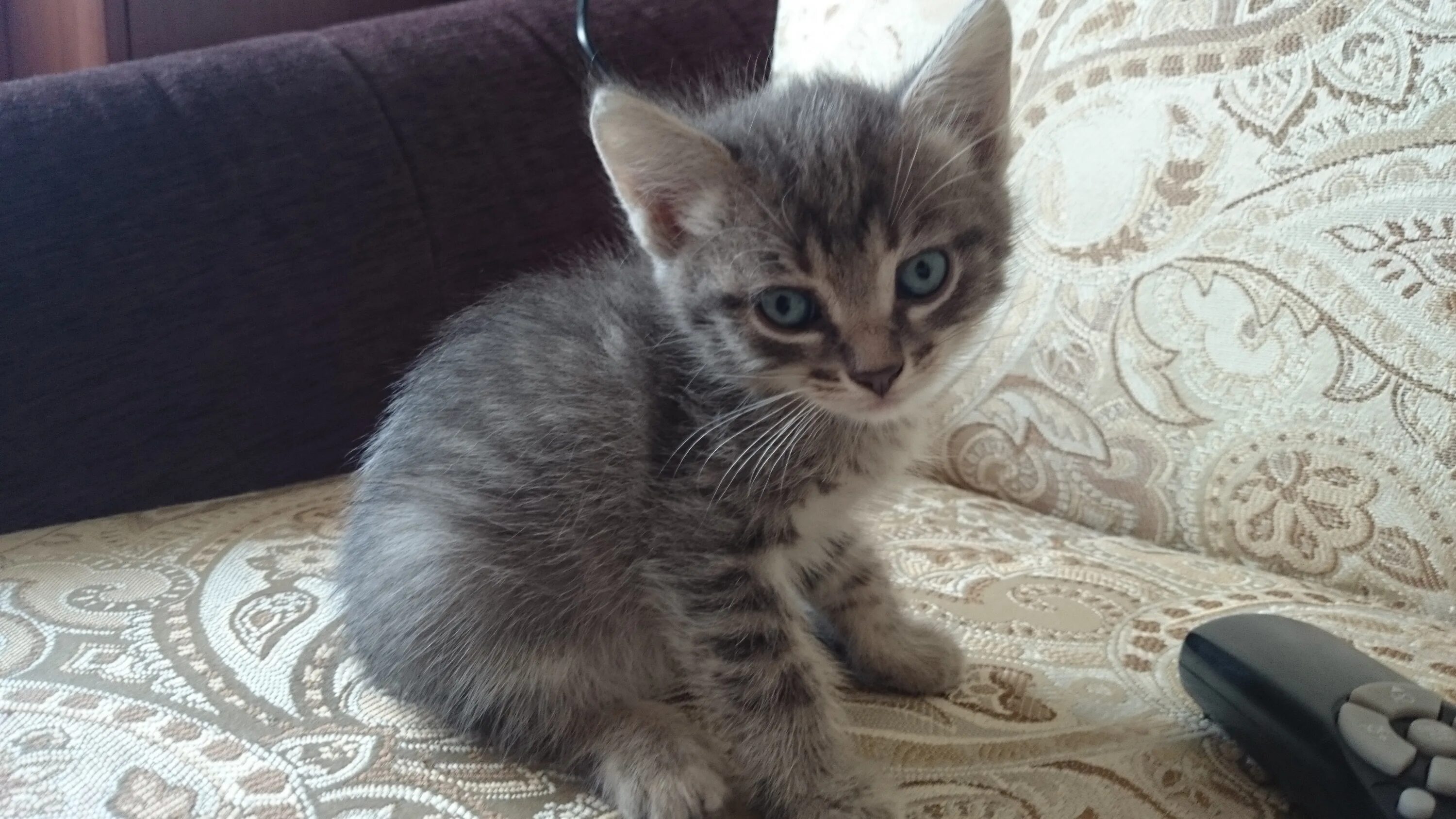 Котенок 5 месяцев фото Отдам котята 1.5 месяца в добрые руки (фото) - обсуждение (29310707) на форуме n