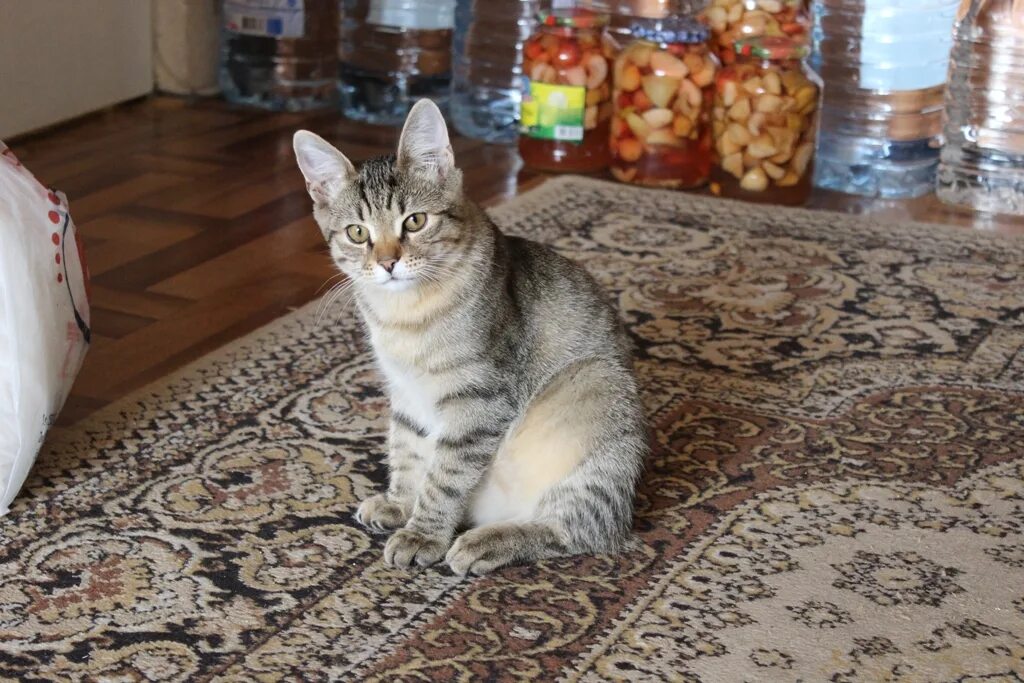 Котенок 5 месяцев фото Котенку 5 месяцев - БАРСИК из Подмосковья
