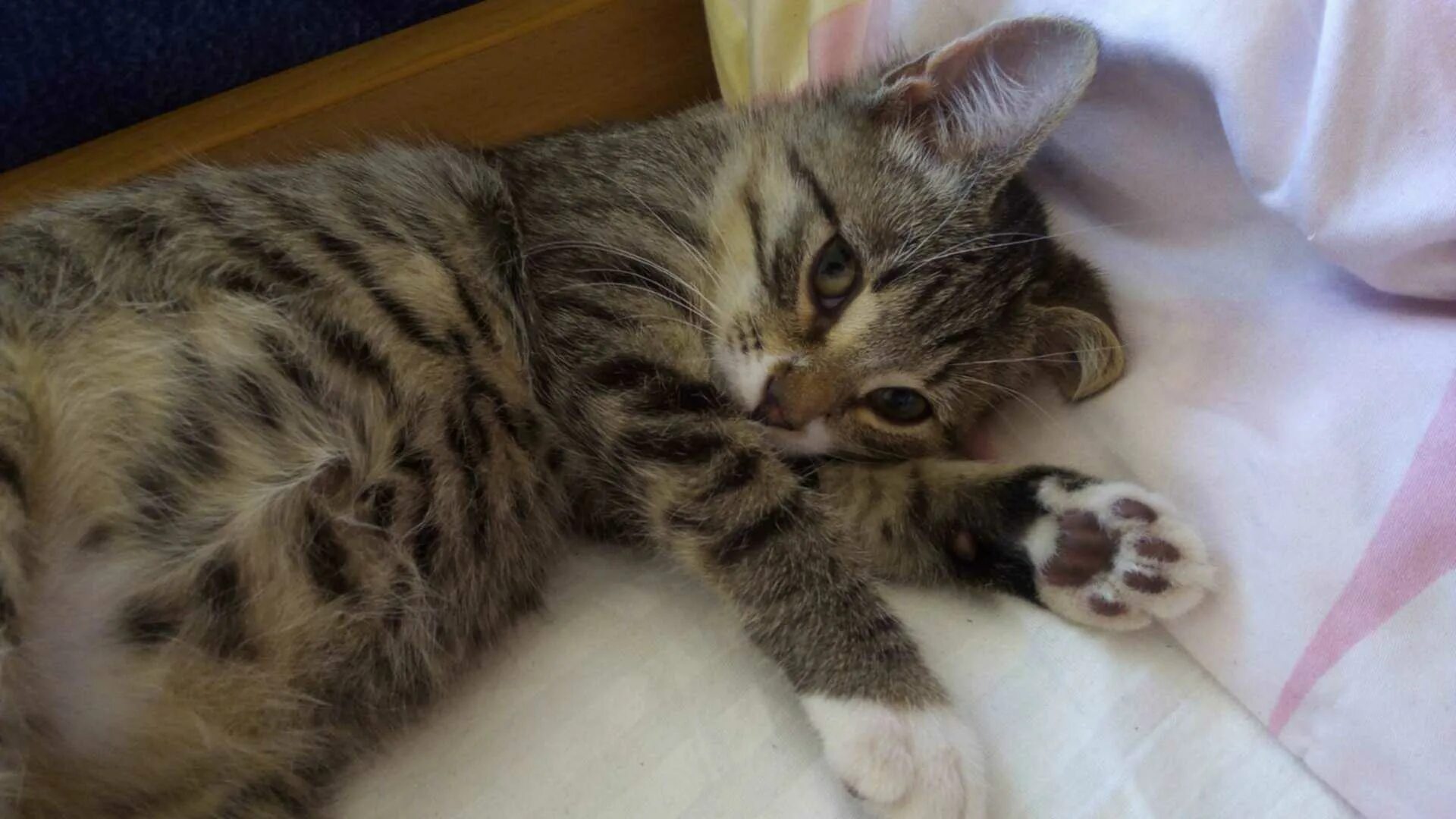 Котенок 5 месяцев фото отдам другого котенка. на вид 1, 5 месяца. Фото в конце. : Санкт-Петербург