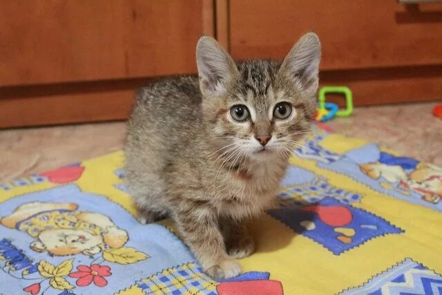 Котенок 5 месяцев фото Одноклассники