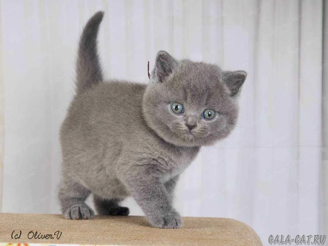 Котенок 5 недель фото Британским котятам 5 недель, Litter-K2 - 10 Декабря 2019 - Блог - Питомник GALA-