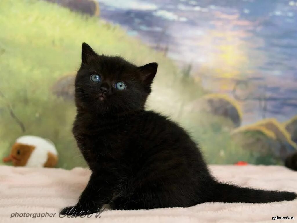 Котенок 5 недель фото Британские котята, 5 недель - Питомник GALA-CAT