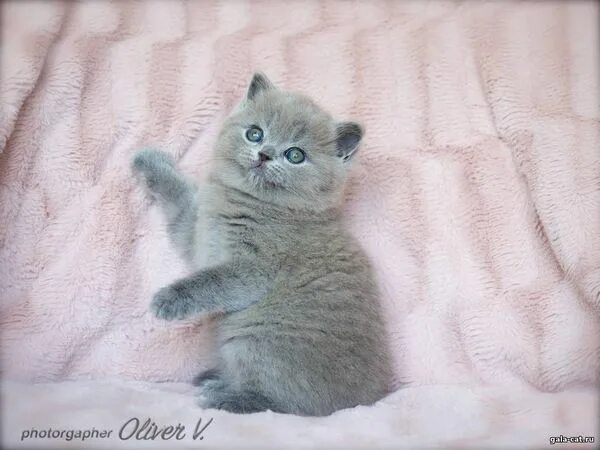 Котенок 5 недель фото Голубые британские котята, 5 недель. - Питомник GALA-CAT