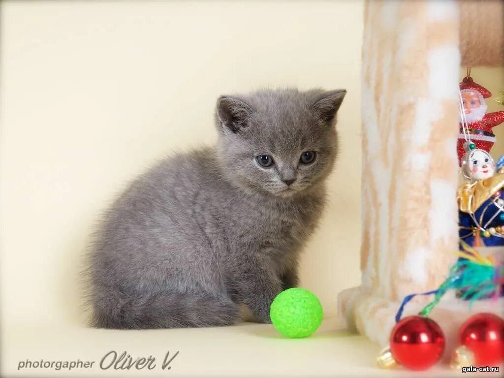 Котенок 5 недель фото Британские котята, 6 недель - Питомник GALA-CAT