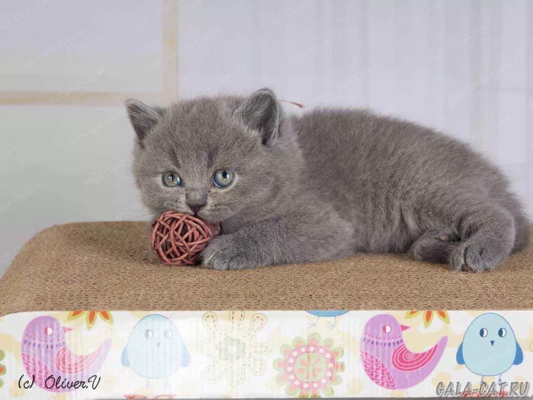 Котенок 5 недель фото Британским котятам 5 недель, Litter-K2 - 10 Декабря 2019 - Блог - Питомник GALA-