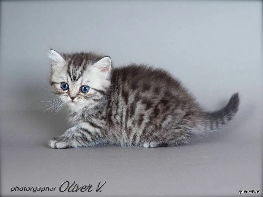 Котенок 5 недель фото Британские котята, 5 недель - Питомник GALA-CAT