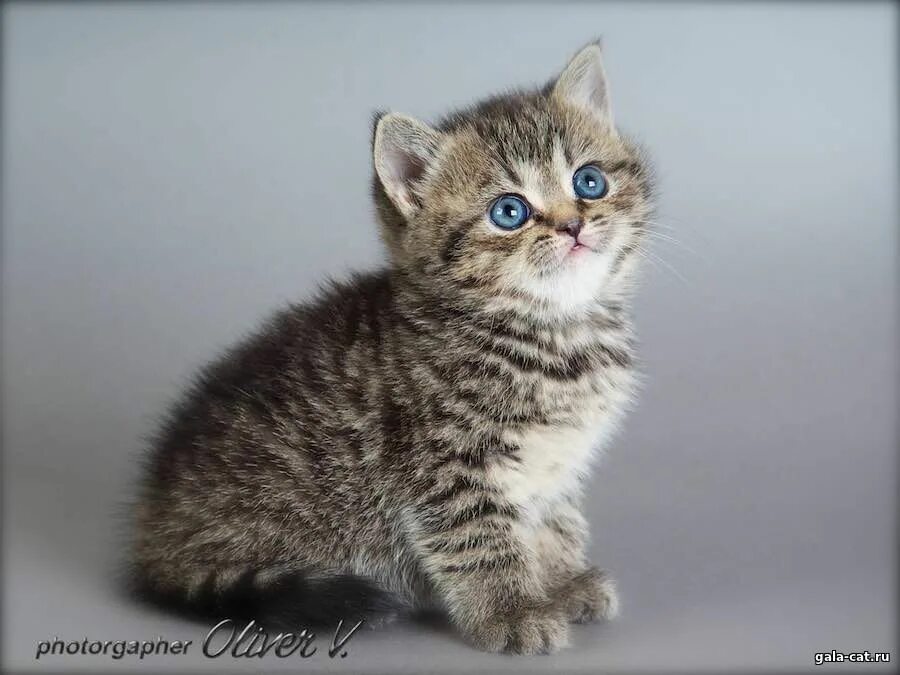 Котенок 5 недель фото Британские котята, 5 недель - Питомник GALA-CAT