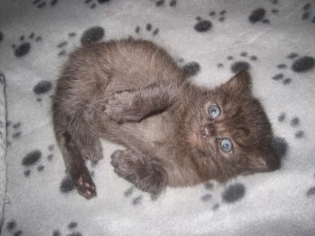 Котенок 5 недель фото Слепой недельный котёнок один в затопленном подвале. Забрали. Под него ещё взяли