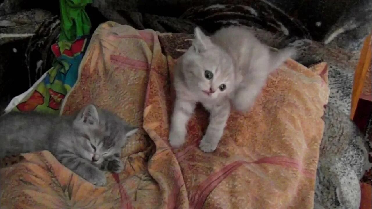 Котенок 5 недель фото британским котятам 5 недель. июль 2016 - YouTube