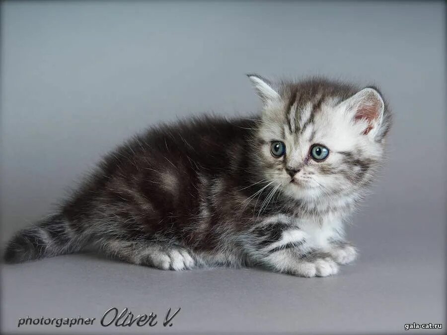 Котенок 5 недель фото Британские котята, 5 недель - Питомник GALA-CAT