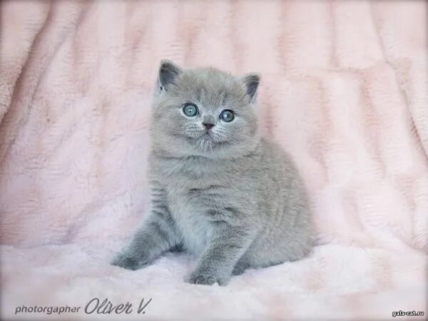 Котенок 5 недель фото Голубые британские котята, 5 недель. - Питомник GALA-CAT