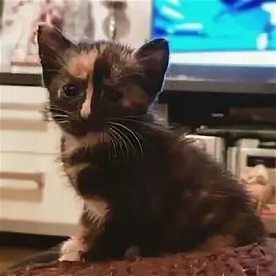 Котенок 5 недель фото Найдена котенок 5 недель (ул. Бельского) - Международное благотворительное общес