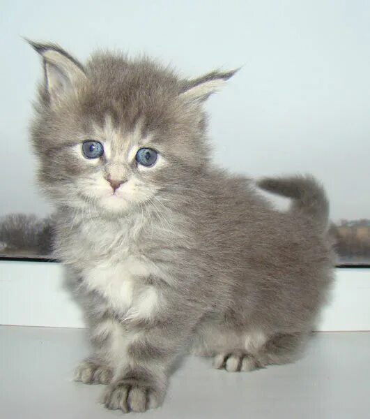 Котенок 5 недель фото Питомник Мэйн кунов Catsvill County, Мейнкун ласковый гигант, котята мейн куны, 