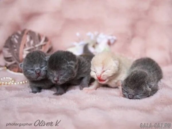 Котенок 5 недель фото Настя Чубарова Доброе утро. Срочно нужна кормящая кошка. Сегодня утром собака за