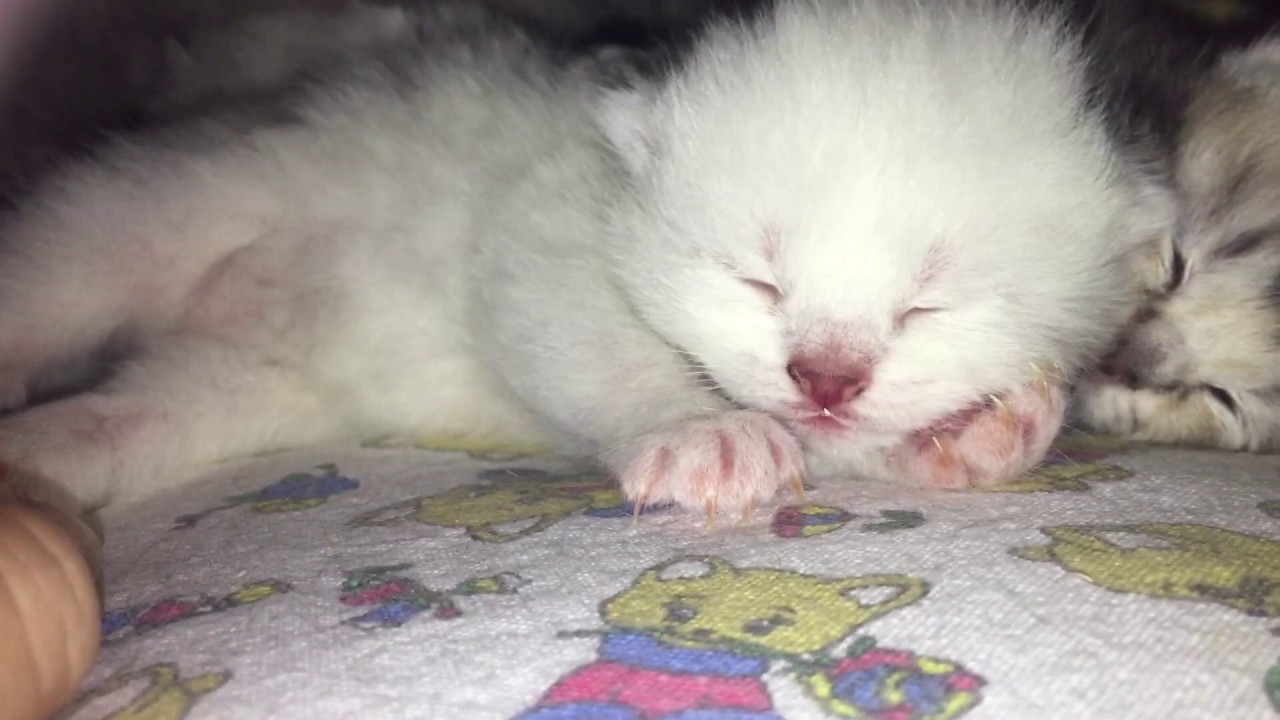 Котенок 5 недель фото Кошка Киса и ее котятки.Котятам 5 дней. У котика открылся 1 глазик - YouTube