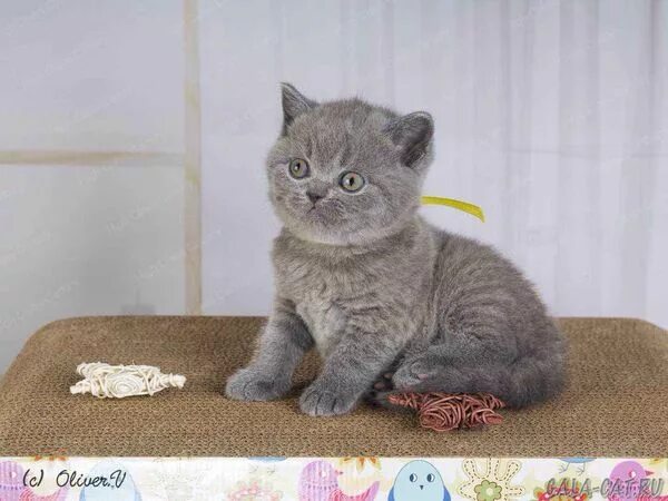 Котенок 5 недель фото Британским котятам 5 недель, Litter-K2 - 10 Декабря 2019 - Блог - Питомник GALA-