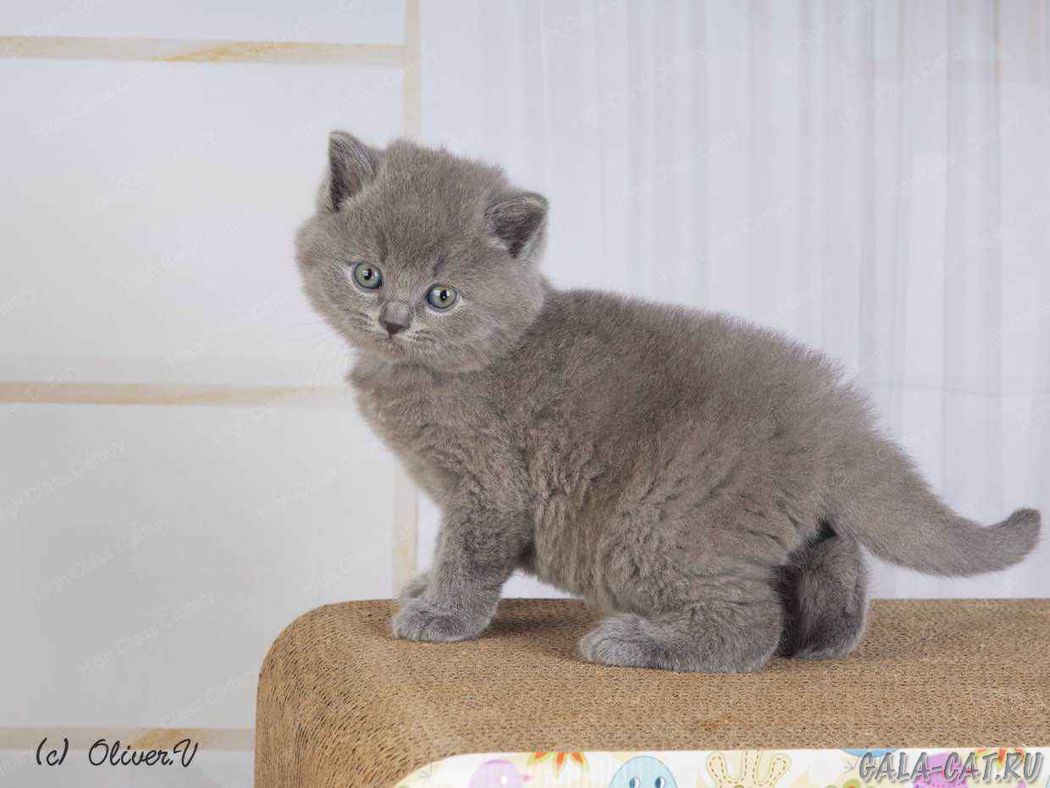 Котенок 5 недель фото Британским котятам 5 недель, Litter-K2 - 10 Декабря 2019 - Блог - Питомник GALA-