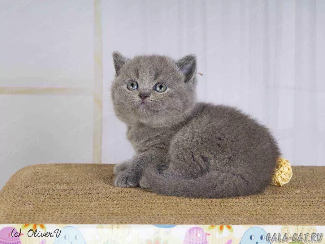 Котенок 5 недель фото Британским котятам 5 недель, Litter-K2 - 10 Декабря 2019 - Блог - Питомник GALA-