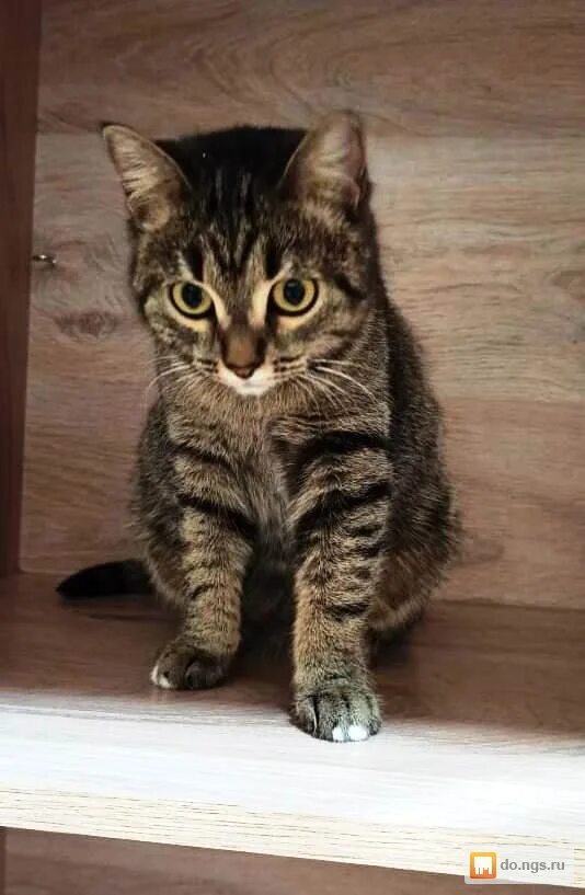 Котенок 6 месяцев фото Котята и кошки. Котенок Куплю - бесплатные объявления в Новосибирске