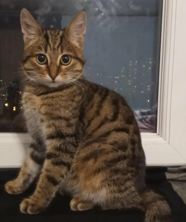 Котенок 6 месяцев фото Неактивно