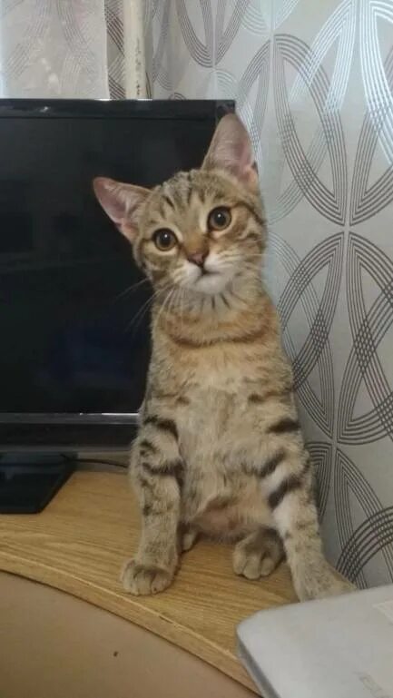 Котенок 6 месяцев фото Тоша 6 месяцев(игривый, озорной котенок) и Тёма рыжий в меру упитанный кот 6 лет